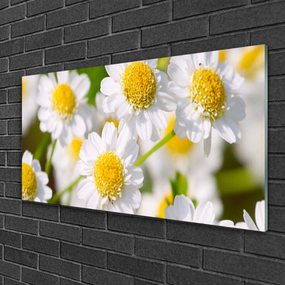 Quadro acrilico Fiori della margherita della natura