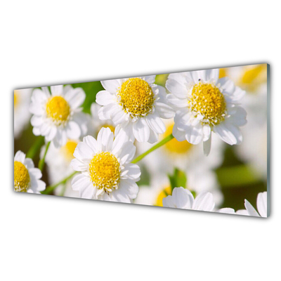 Quadro acrilico Fiori della margherita della natura