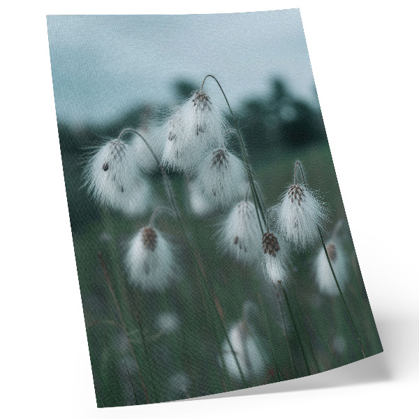 Poster Spighe d'erba leggere, delicatezza, blu, pace