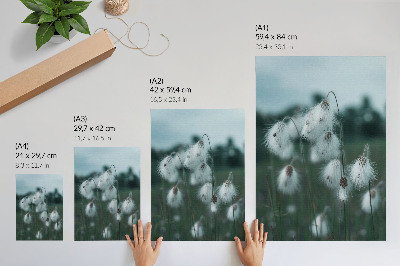 Poster Spighe d'erba leggere, delicatezza, blu, pace