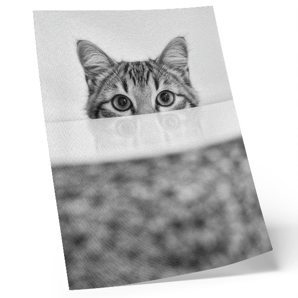 Poster Gatto dietro la superficie, minimalismo in bianco e nero