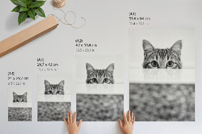Poster Gatto dietro la superficie, minimalismo in bianco e nero