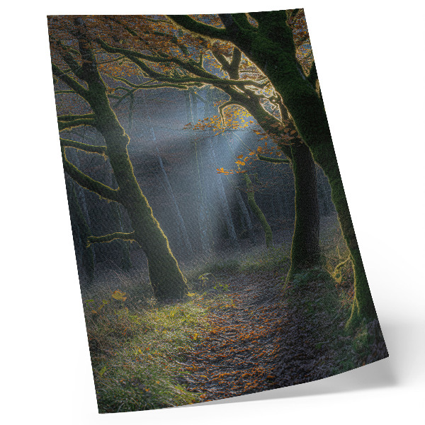 Foto su tela Luce autunnale magica della foresta, atmosfera pacifica