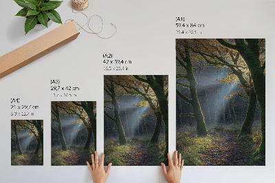 Foto su tela Luce autunnale magica della foresta, atmosfera pacifica