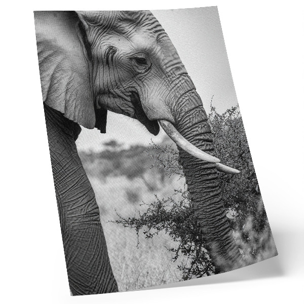 Foto su tela Primo piano di un elefante, bellezza naturale e armonia di texture.