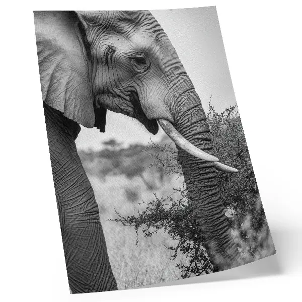 Foto su tela primo piano di un elefante che esalta la bellezza naturale e l'armonia delle texture
