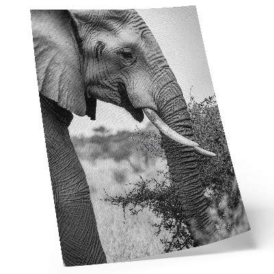 Foto su tela Primo piano di un elefante, bellezza naturale e armonia di texture.