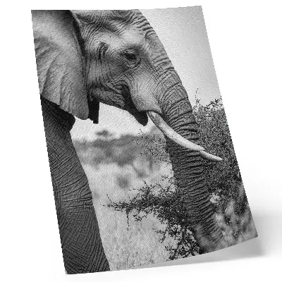 Foto su tela primo piano di un elefante che esalta la bellezza naturale e l'armonia delle texture
