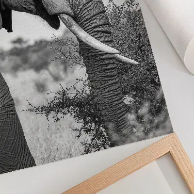 Foto su tela primo piano di un elefante che esalta la bellezza naturale e l'armonia delle texture