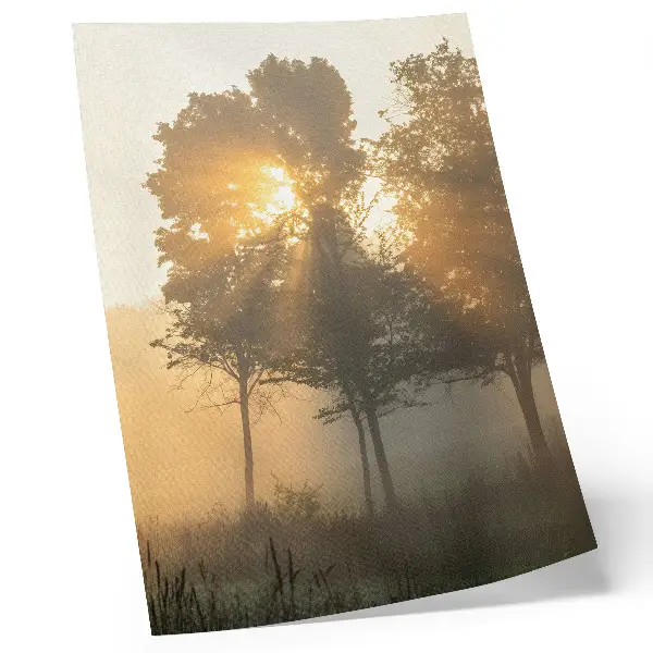 Poster alba nebbiosa con alberi e luce calda ispiratrice