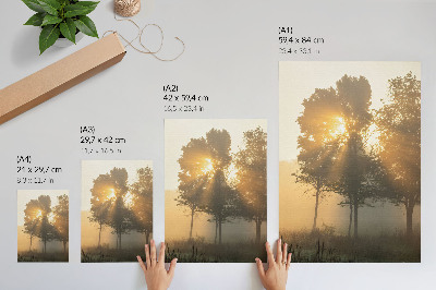 Poster Alba nebbiosa luce calda alberi ispirazione