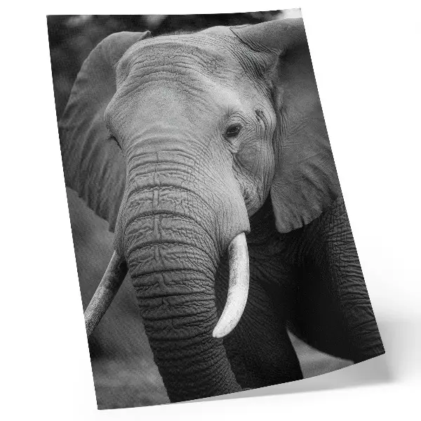Foto su tela primo piano di un elefante che trasmette pace e forza