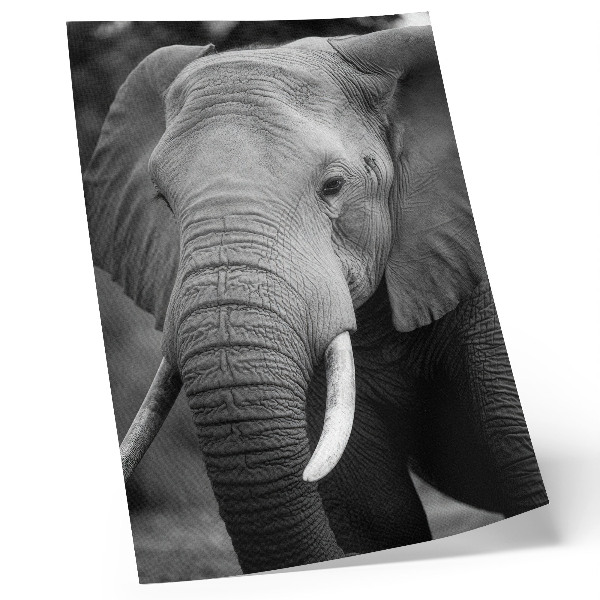 Foto su tela Un primo piano di un elefante pieno di pace e forza