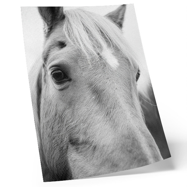 Foto su tela Eleganza in bianco e nero con l'occhio di cavallo