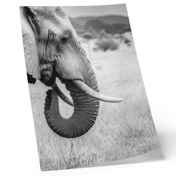 Poster Ritratto di un elefante in bianco e nero