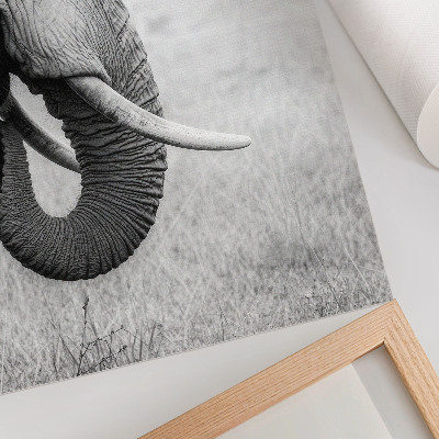 Poster Ritratto di un elefante in bianco e nero