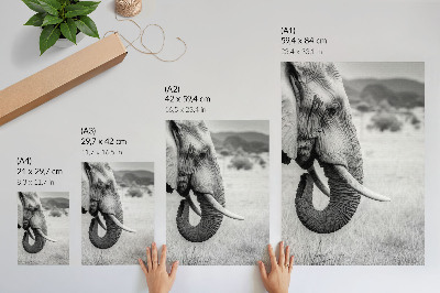 Poster Ritratto di un elefante in bianco e nero