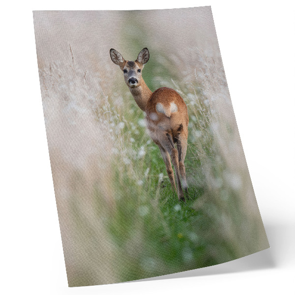 Foto su tela Caprioli sullo sfondo dell'armonia e della pace della natura