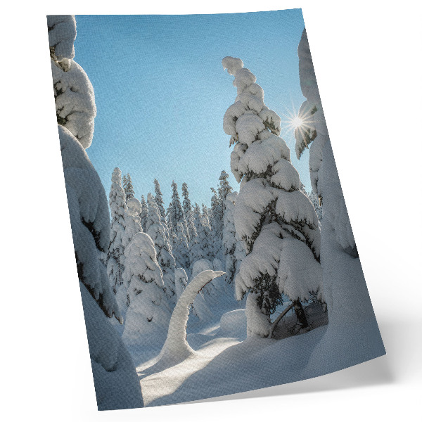 Poster Alberi innevati, cielo azzurro, sole