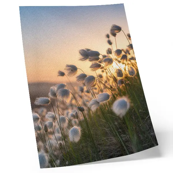 Stampa su tela erba al tramonto con colori caldi e atmosfera naturale