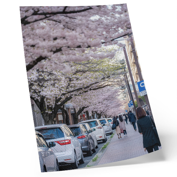 Stampa su tela Una strada con ciliegi in fiore e auto parcheggiate