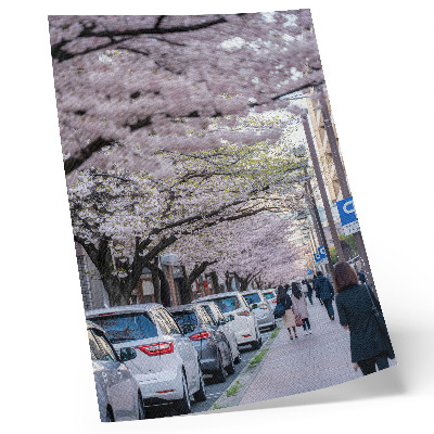 Stampa su tela Una strada con ciliegi in fiore e auto parcheggiate
