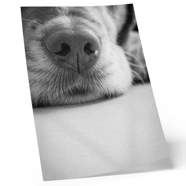 Stampa su tela primo piano di cane con texture minimalista in bianco e nero