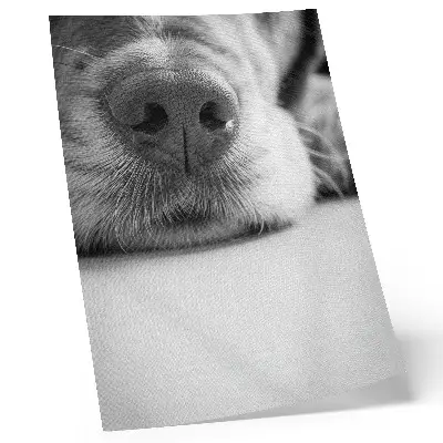 Stampa su tela primo piano di cane con texture minimalista in bianco e nero