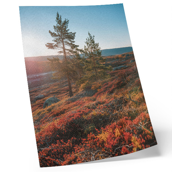 Stampa su tela Alberi maestosi, colori caldi, atmosfera tranquilla