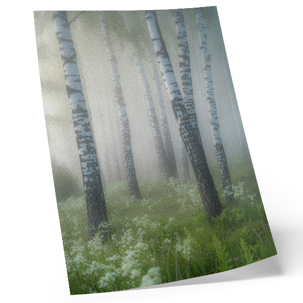Foto su tela Betulle nella nebbia, corteccia bianca, erba verde