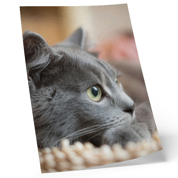 Poster Gatto grigio occhi verdi sguardo ravvicinato