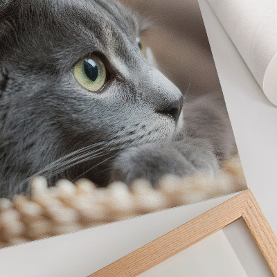 Poster Gatto grigio occhi verdi sguardo ravvicinato