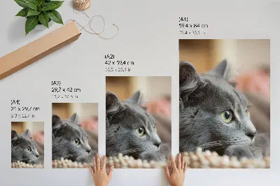 Poster gatto grigio con occhi verdi in primo piano