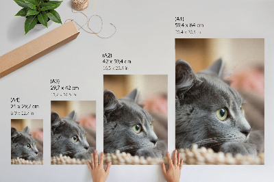 Poster Gatto grigio occhi verdi sguardo ravvicinato
