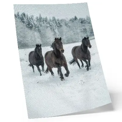 Poster cavalli neri in movimento su sfondo innevato
