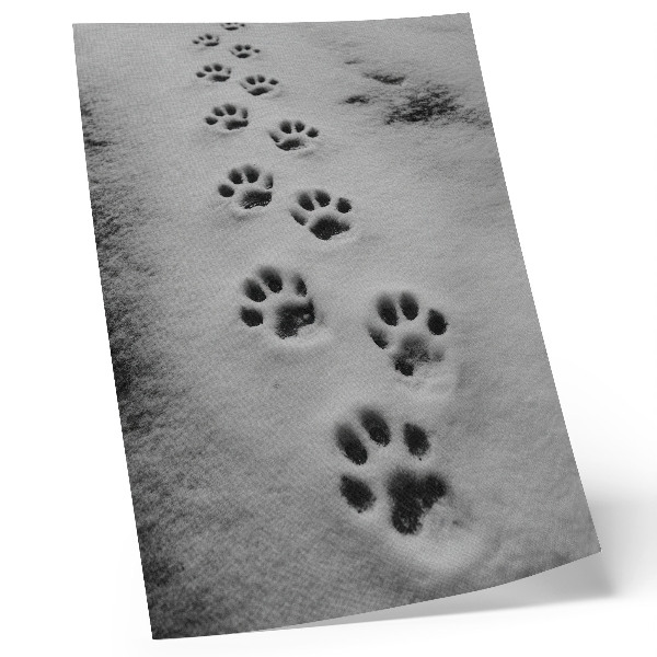 Foto su tela Impronte di zampe nella neve bianca: un pizzico di mistero