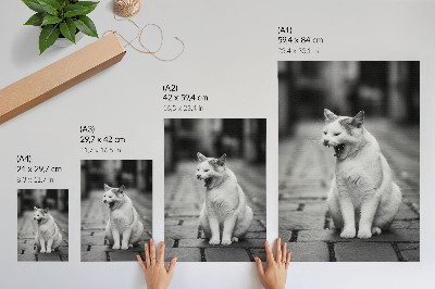 Poster Adorabile gatto su una strada acciottolata con un'estetica in bianco e nero