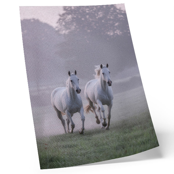 Poster cavalli bianchi nebbia mattutina spazio natura