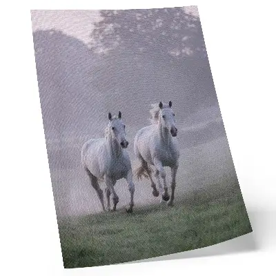 Poster con cavalli bianchi nella nebbia mattutina in uno spazio naturale