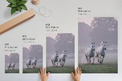 Poster cavalli bianchi nebbia mattutina spazio natura