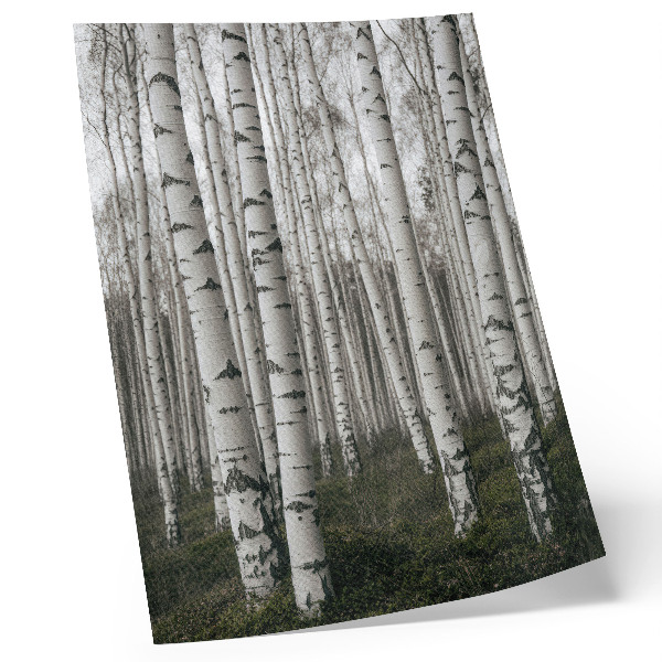 Poster Bosco di betulle in bianco e nero