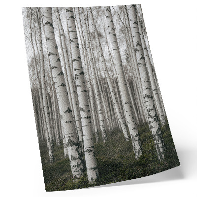 Poster Bosco di betulle in bianco e nero
