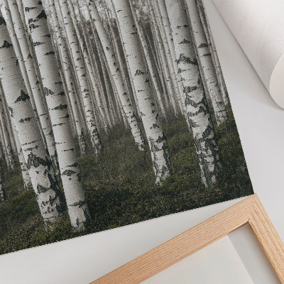 Poster Bosco di betulle in bianco e nero