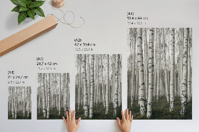 Poster Bosco di betulle in bianco e nero