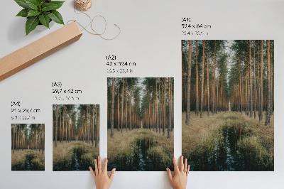 Poster Semplice paesaggio forestale, simmetria di una foresta alta