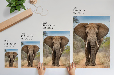 Stampa su tela Elefante su un sentiero in un paesaggio africano