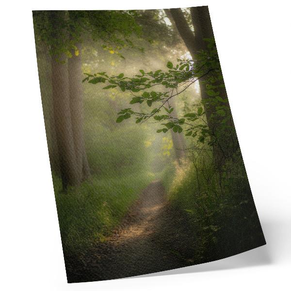 Foto su tela Foglie verdi, raggio di luce, sentiero nel bosco