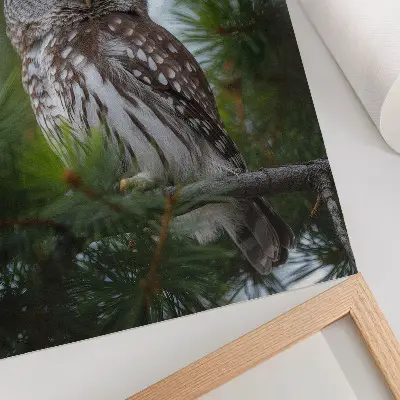 Stampa su tela gufo su un ramo di pino che rappresenta la natura, la pace e l'armonia
