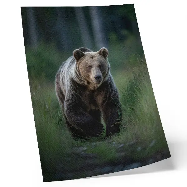 Stampa su tela orso fiero nel suo ambiente forestale