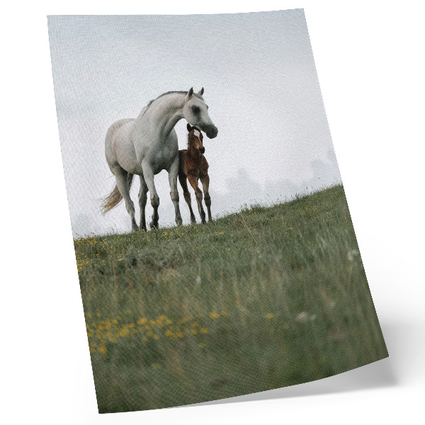Foto su tela La bellezza della natura unita alla vista rilassante dei cavalli.